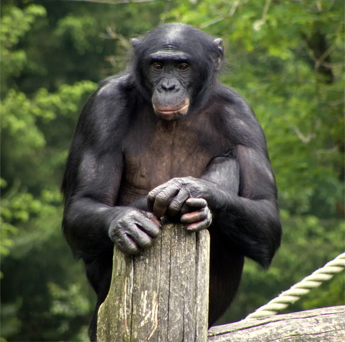 bonobo inteligente animal planey - A los bonobos les gustan los humanos