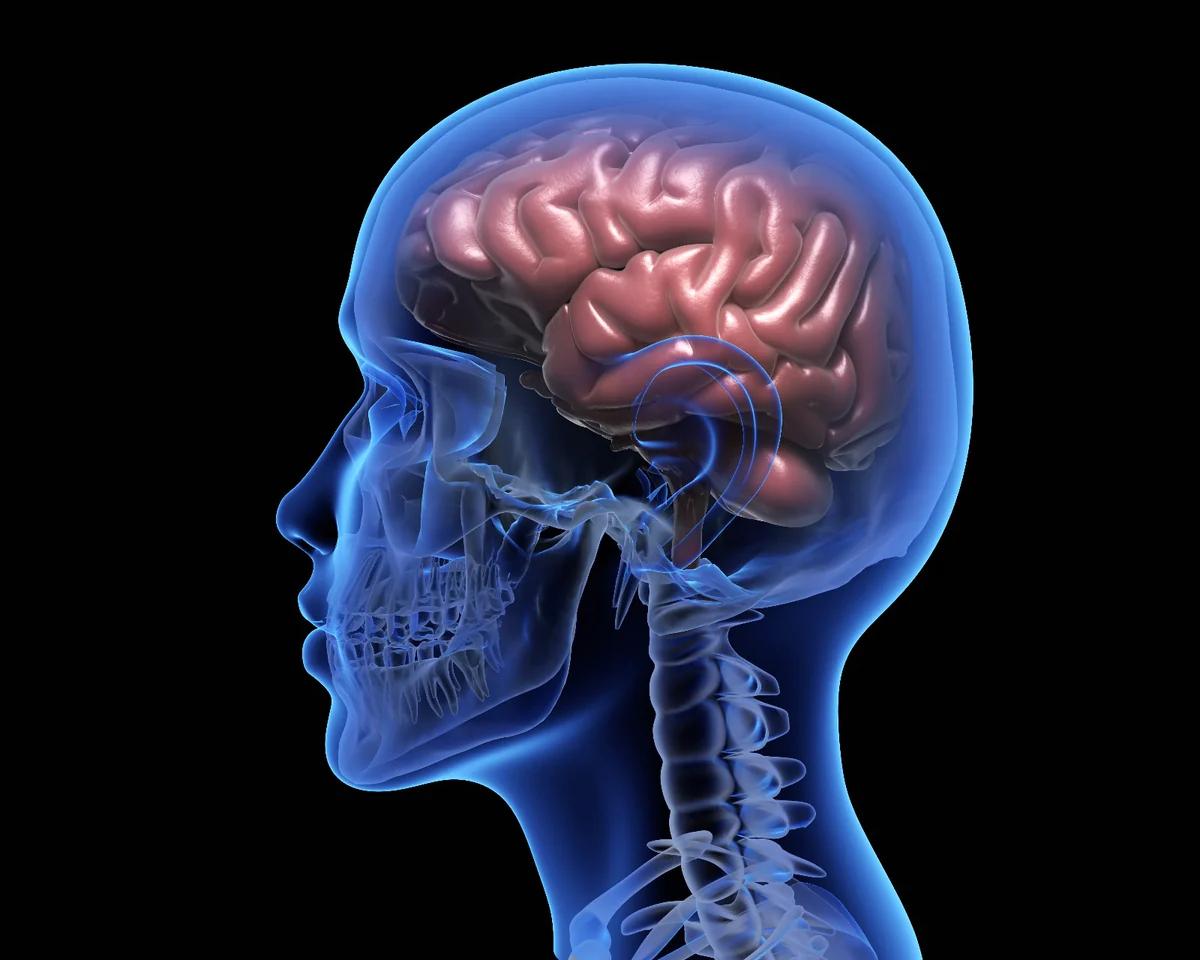 comer carne aumenta la inteligencia - Comer carne disminuye la inteligencia