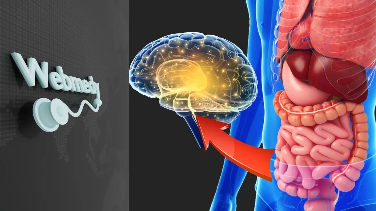 bacterias intestino e inteligencia - Cómo afecta la microbiota intestinal al cerebro