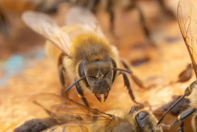 inteligencia de las abejas - Cómo aprenden las abejas
