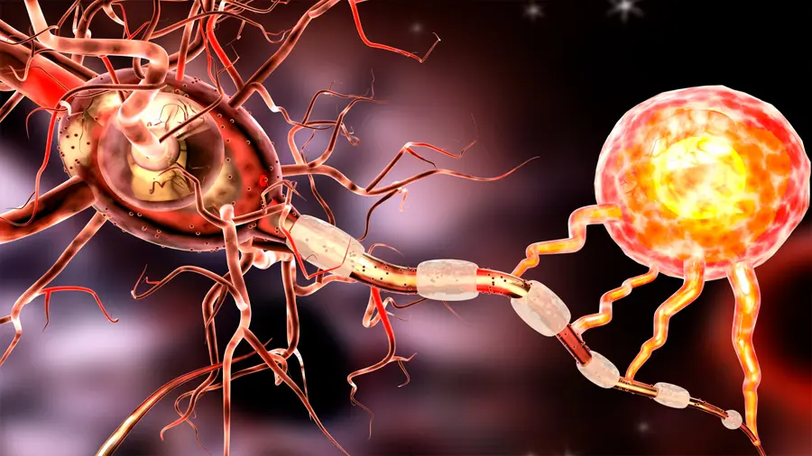celulas gliales y la inteligencia - Cómo aumentar las células gliales en el cerebro