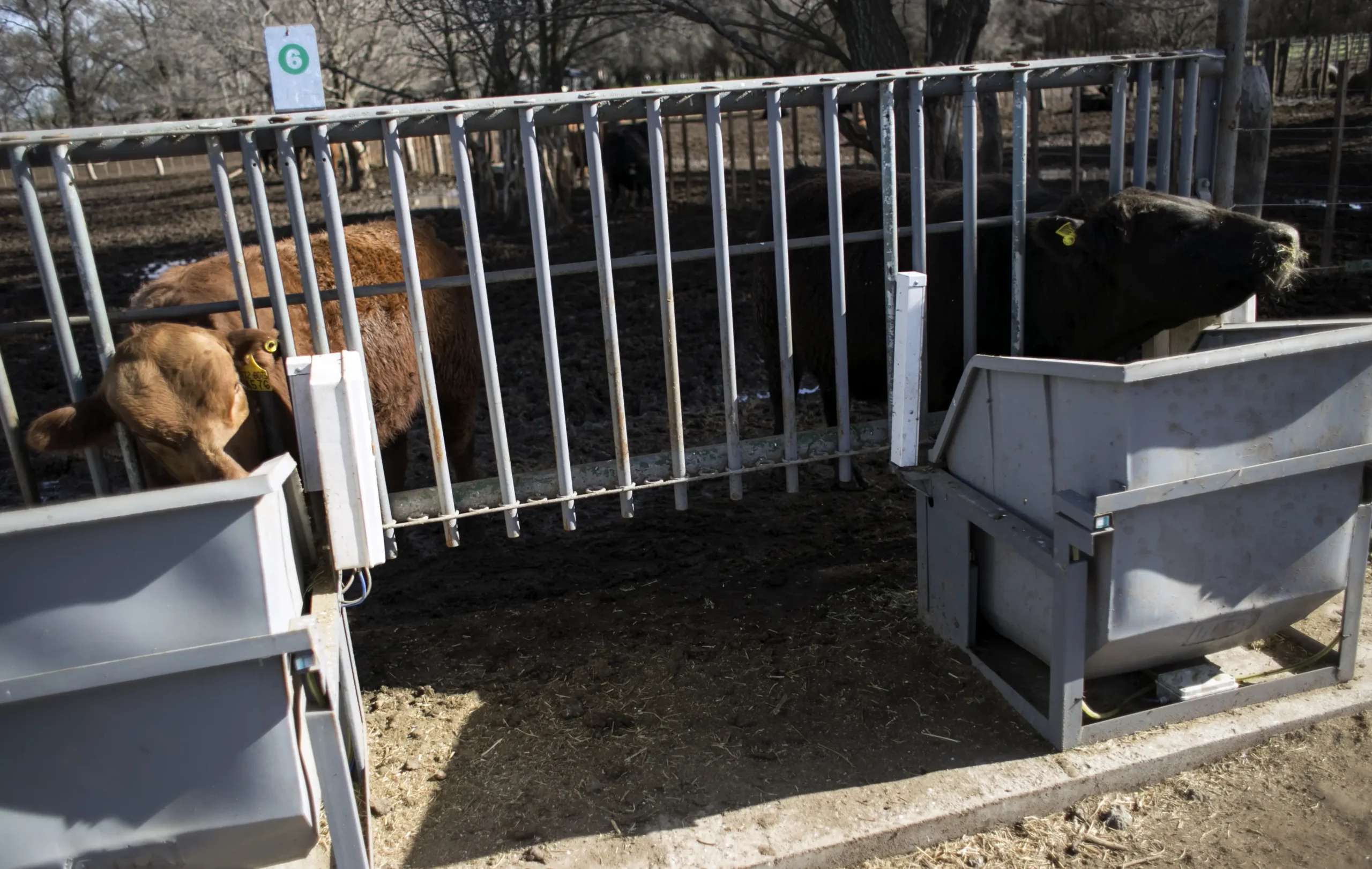 comederos inteligentes para ganado - Cómo deben ser los comederos para bovinos