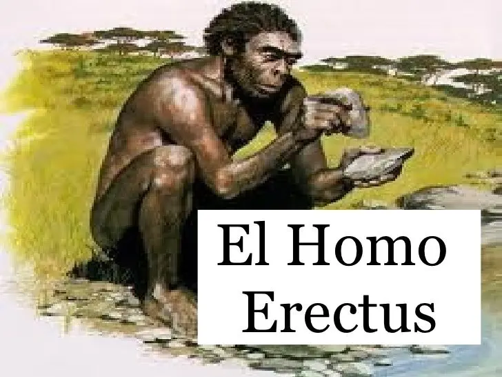 el homo hábilis u hombre inteligente - Cómo era el cerebro del Homo habilis