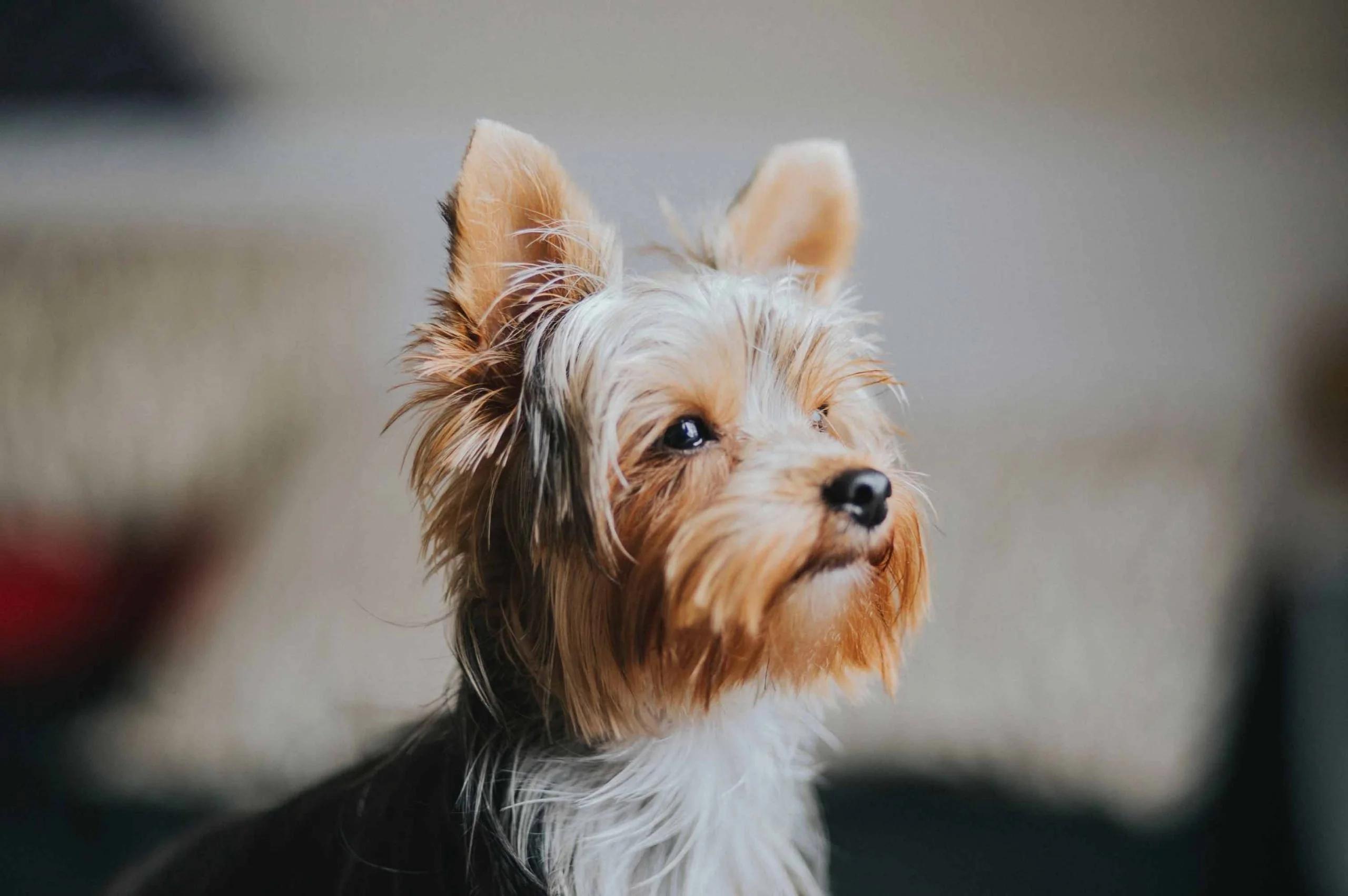 Los Yorkshire son inteligentes - Cómo es el carácter de los perros Yorkie los yorkshire son inteligentes - Cómo es el carácter de los perros Yorkie