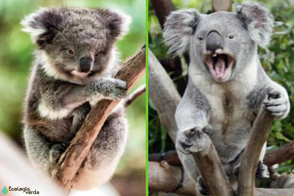 koala inteligencia - Cómo es el carácter de un koala