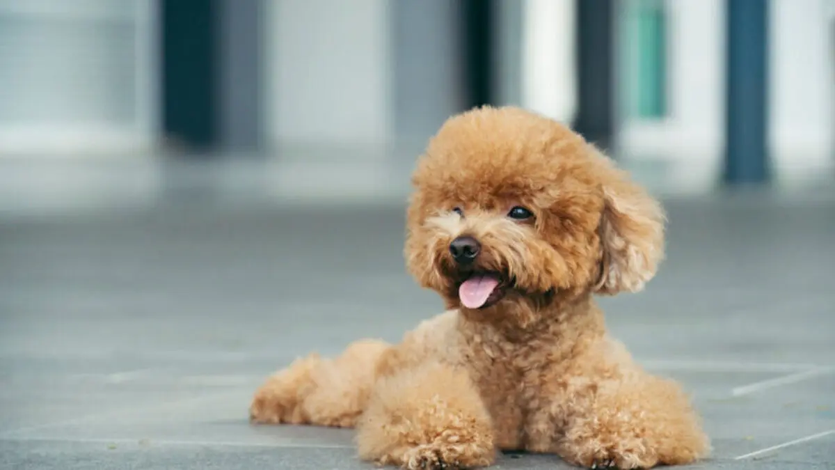 caniche toy perro inteligente - Cómo es el carácter del caniche toy