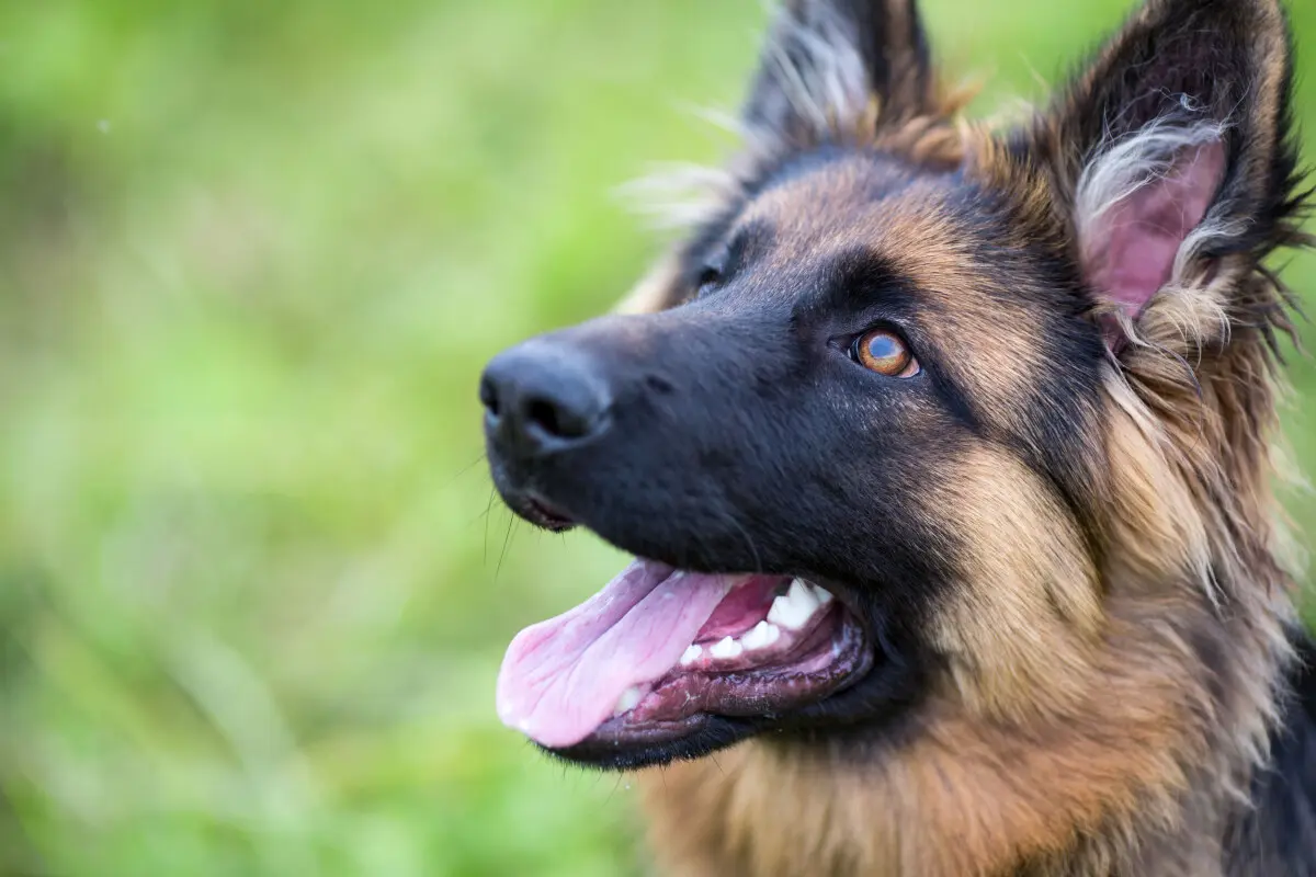 Pastor Alemán: un perro inteligente y con un temperamento excepcional - Cómo es el pastor alemán con su dueño pastor alemán temperamento inteligente - Cómo es el pastor alemán con su dueño