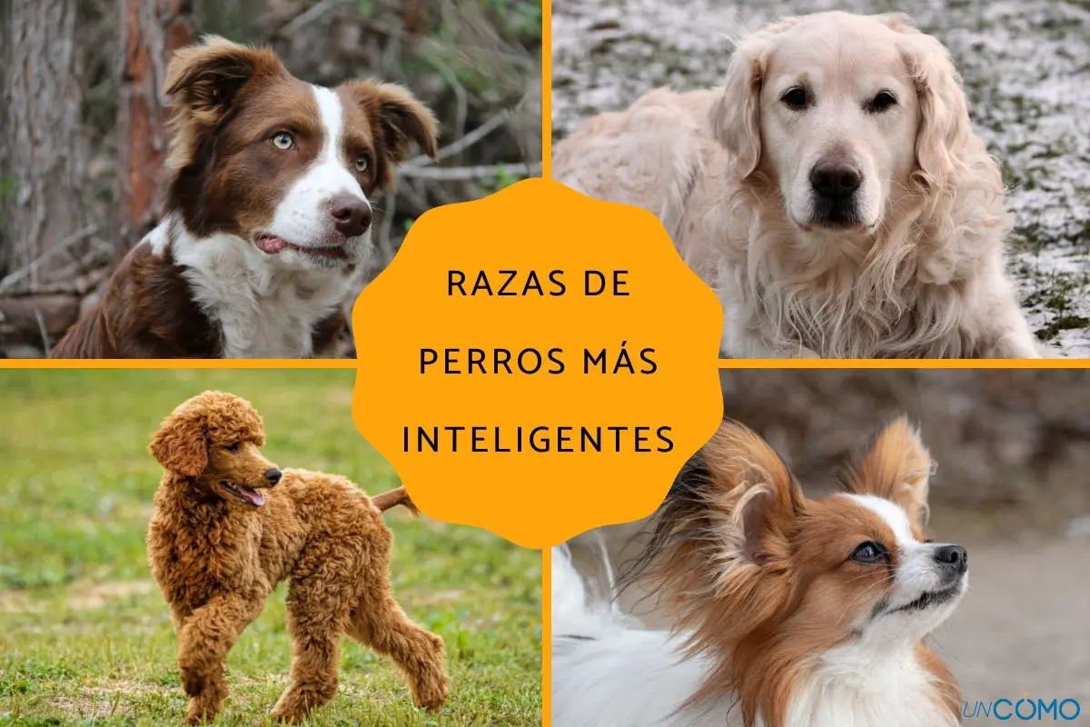 los perros son inteligentes - Cómo es el razonamiento de un perro