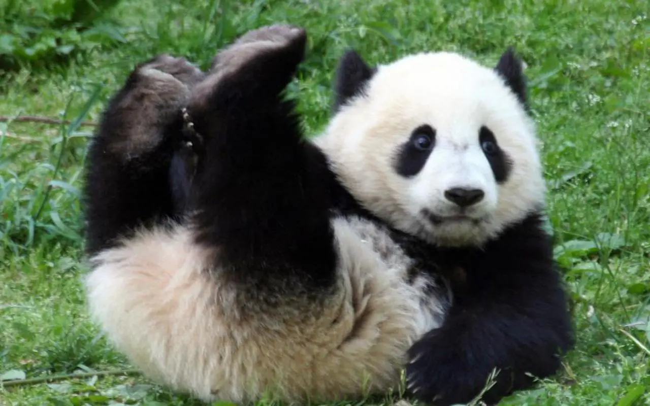 El oso panda es inteligente y maravilloso - Cómo es la personalidad de un oso panda el oso panda es inteligente - Cómo es la personalidad de un oso panda