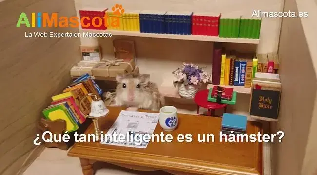 hamster inteligente - Cómo es tener un hámster de mascota