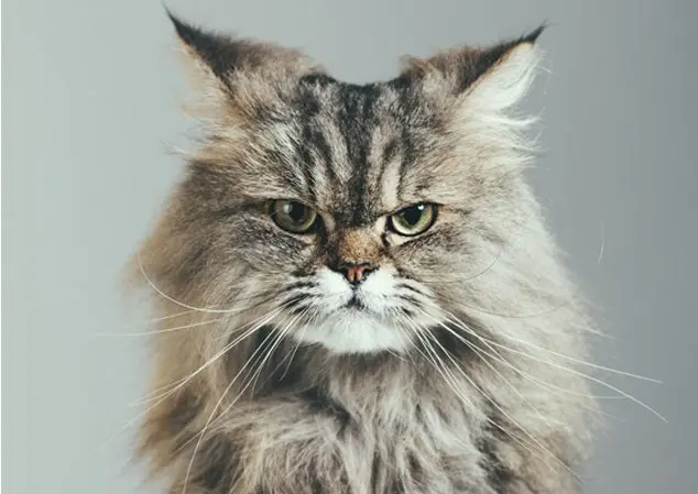 los gatos persas son inteligentes - Cómo es vivir con un gato persa