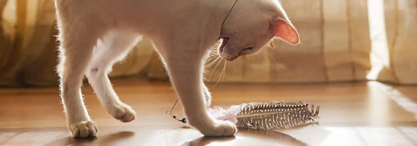 como estimular la inteligencia de gatitos bebes - Cómo estimular la mente de tu gato