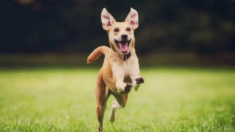 La inteligencia emocional de los animales - Cómo expresan sus emociones los animales la inteligencia emocional de los animales - Cómo expresan sus emociones los animales