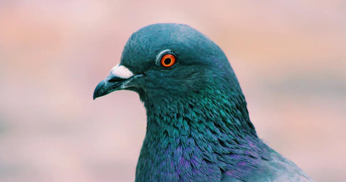 inteligencia de las palomas - Cómo funciona el cerebro de las palomas