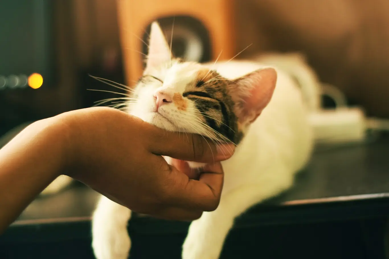 Inteligencia de un gato: El funcionamiento de su cerebro - Cómo funciona el cerebro de un gato inteligencia de un gato - Cómo funciona el cerebro de un gato