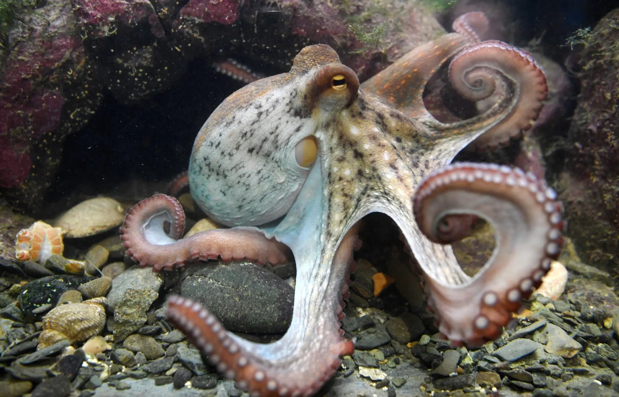 Los pulpos son inteligentes - Cómo funciona el cerebro de un pulpo los pulpos son inteligentes - Cómo funciona el cerebro de un pulpo