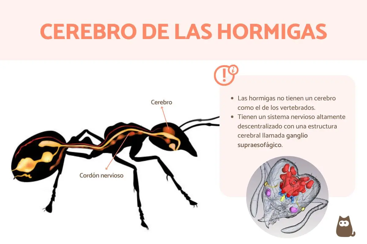 La Hormiga: Un Cerebro de Afectividad Inteligente - Cómo funciona el cerebro de una hormiga la hormiga cerebro afectividad inteligente - Cómo funciona el cerebro de una hormiga