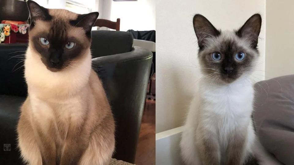 caracteristicas de los gatos inteligencia - Cómo funciona la psicología de los gatos
