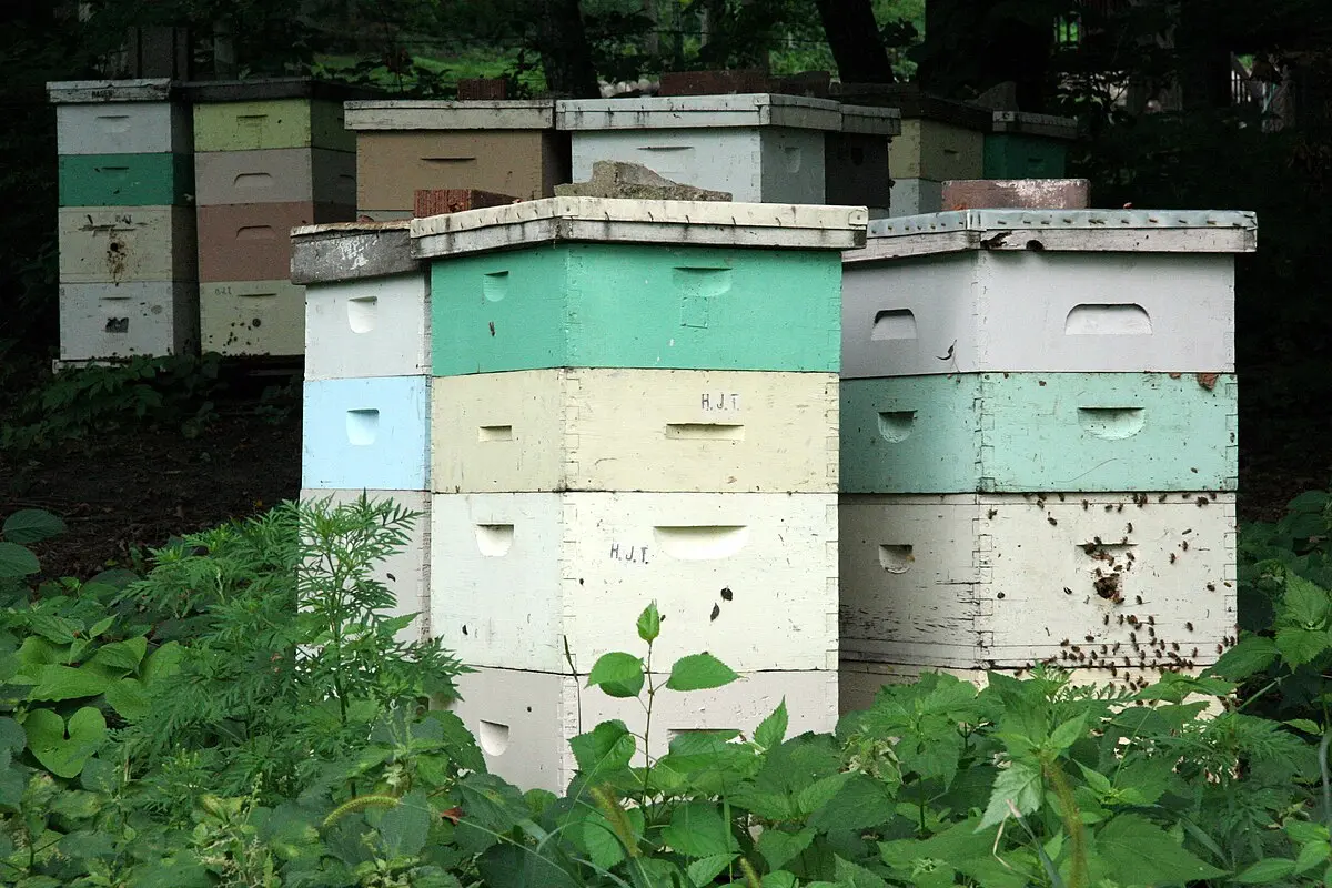 colmenas inteligentes una solución para preservar la población de abejas - Cómo funcionan las colmenas de abejas