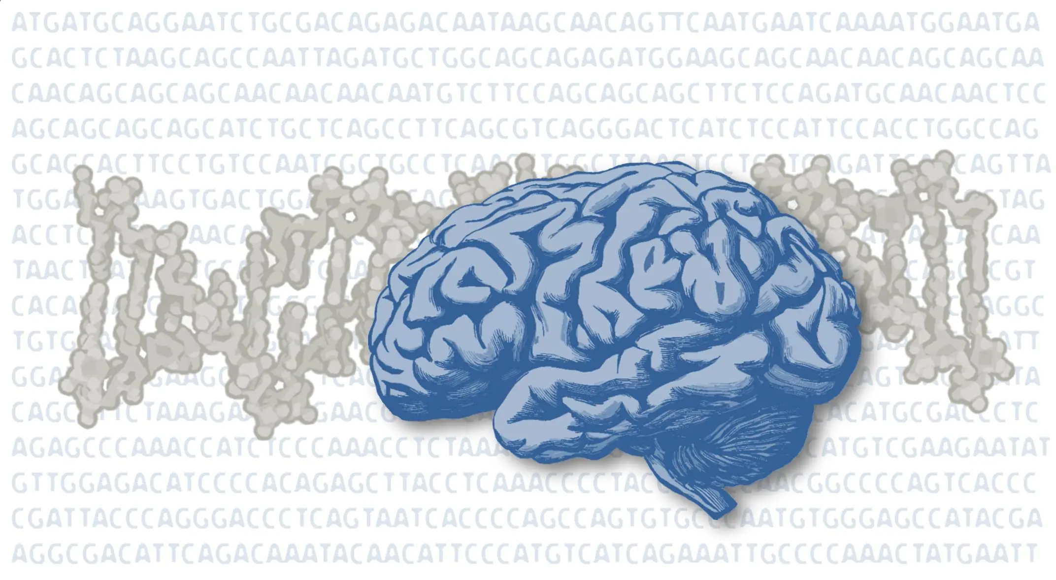 evolucion cerebro inteligencia factores externos y geneticos - Cómo influye la genética en el desarrollo del cerebro