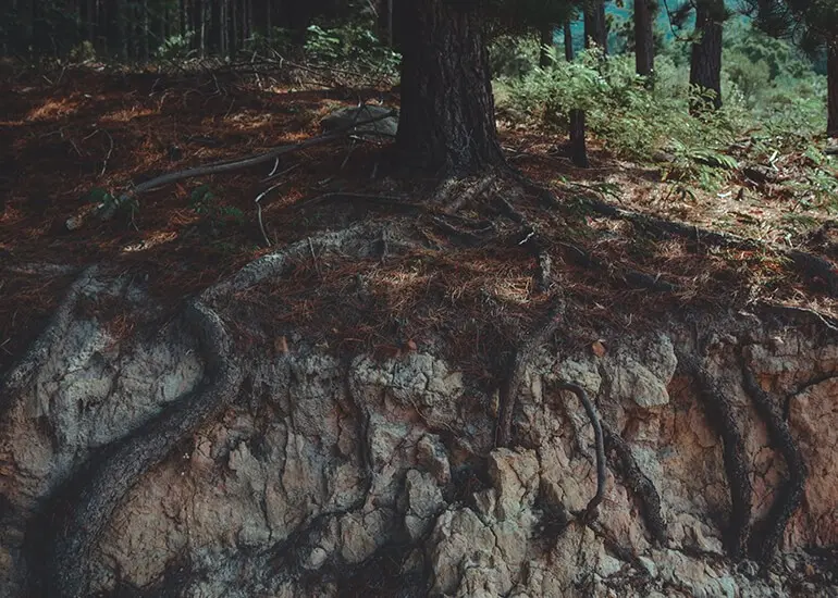 arboles y bosques redes inteligentes - Como los árboles se comunican entre sí
