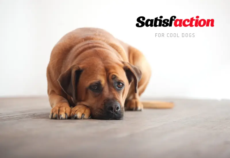 Cómo funciona la inteligencia emocional en perros - Como los perros expresan tristeza como funciona la inteligencia emocional en perros - Como los perros expresan tristeza