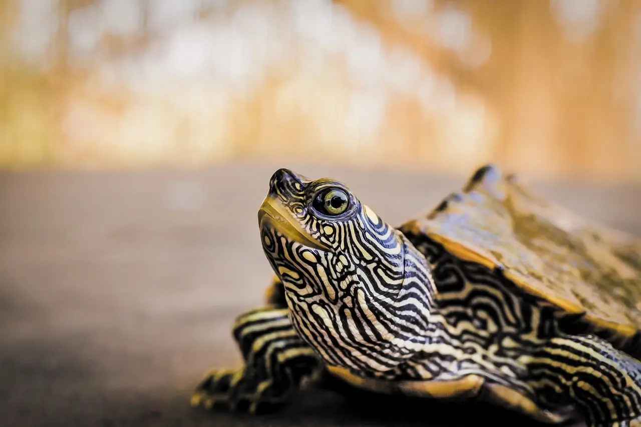 Inteligencia de las tortugas de agua - Cómo reconocen a sus dueños las tortugas inteligencia de las tortugas de agua - Cómo reconocen a sus dueños las tortugas