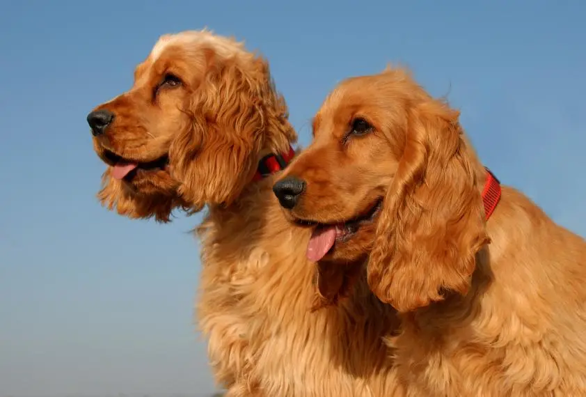 perros de raza cocker compra y venta que sea inteligente - Cómo saber si un cachorro cocker es puro