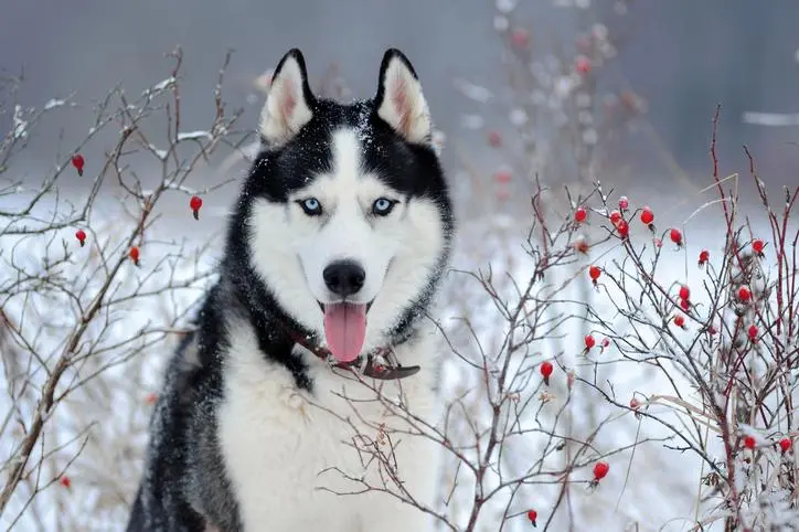 escala de inteligencia en perros husky siberiano - Cómo saber si un husky siberiano es de raza pura