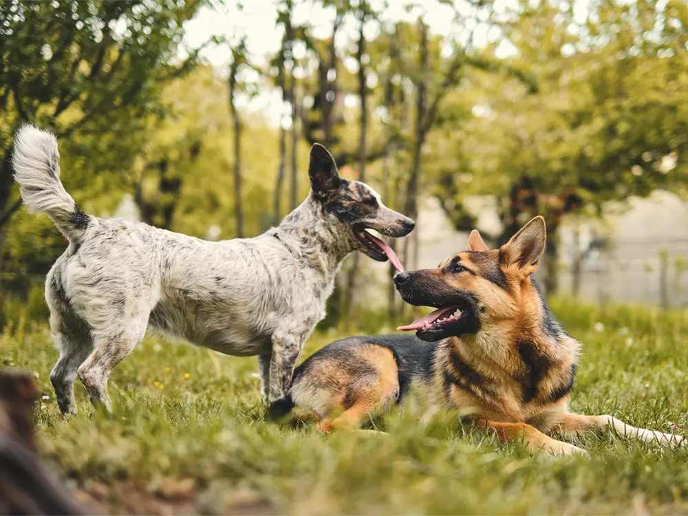 escala de inteligencia canina - Cómo se clasifican los perros en inteligencia