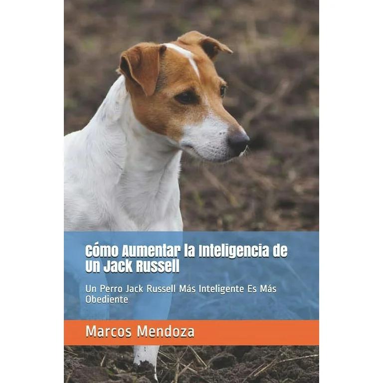 El Jack Russell Terrier: un perro muy inteligente - Cómo se comporta un Jack Russell el jack russell es inteligente - Cómo se comporta un Jack Russell