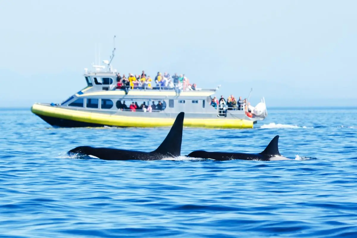 Orcas: La Inteligencia detrás de la Ballena Asesina - Cómo se comportan las orcas con los humanos orcas inteligencia - Cómo se comportan las orcas con los humanos