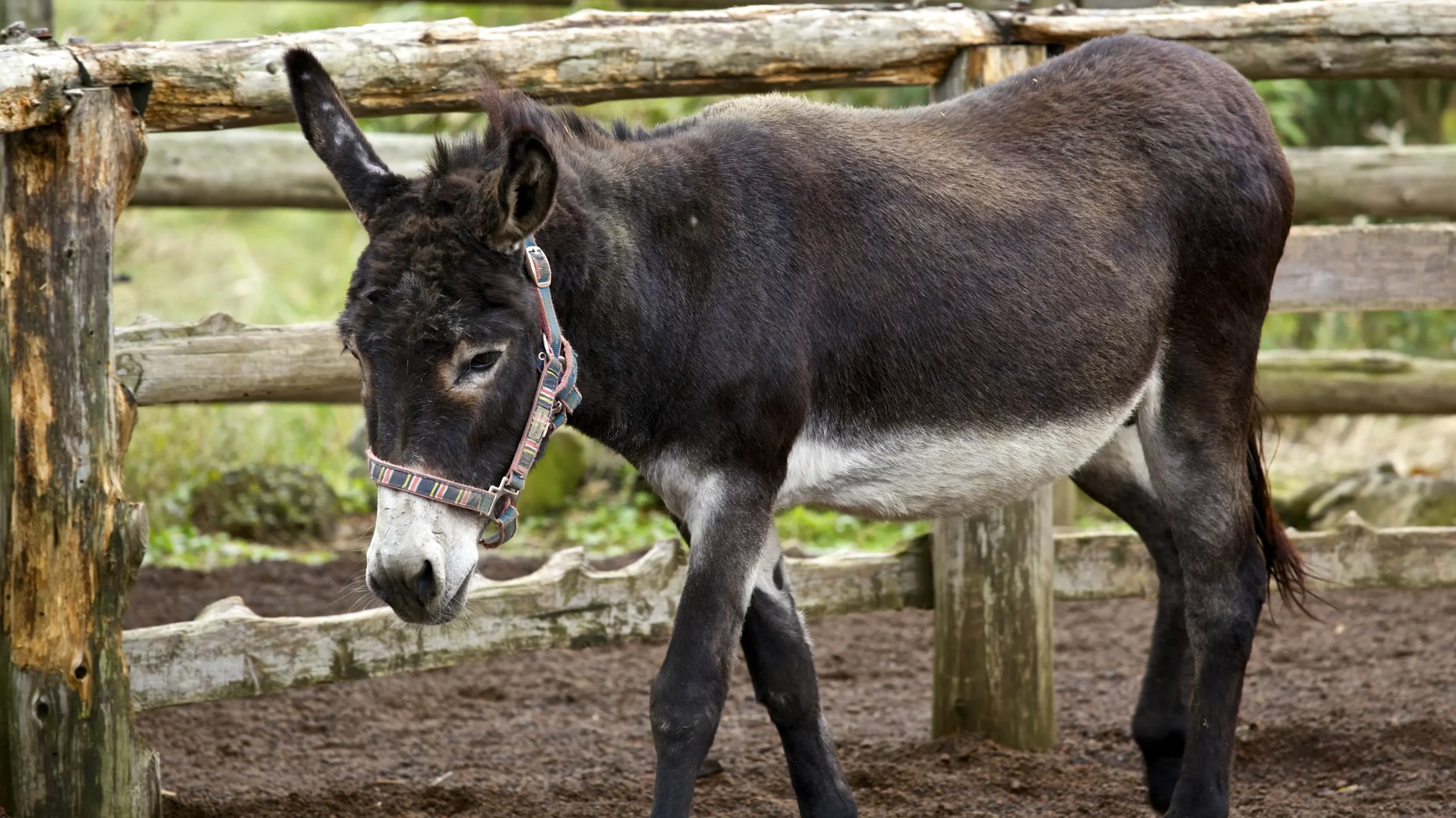 inteligencia de los burros - Cómo se comunican los burros