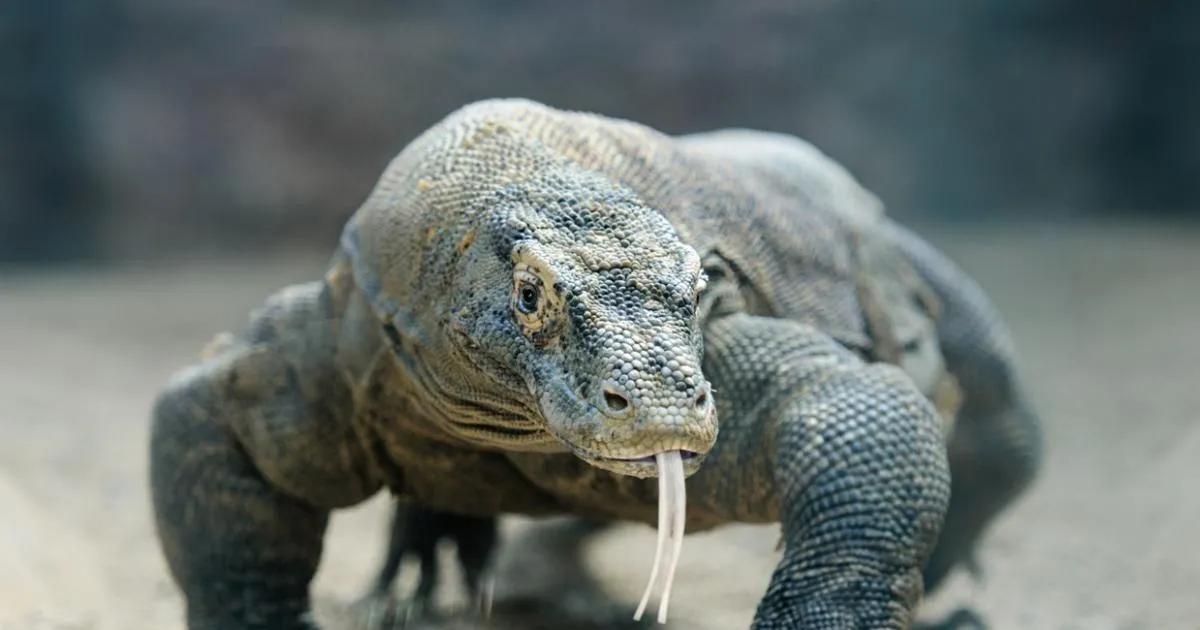 ckomodo donde surge la inteligencia - Cómo se creó el dragón de Komodo