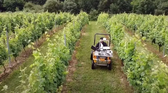viticultura inteligente - Cómo se dice vinicultura o viticultura
