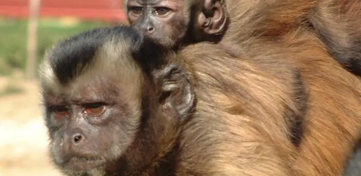 cuales son los monos mas inteligentes - Cómo se llaman los monos inteligentes