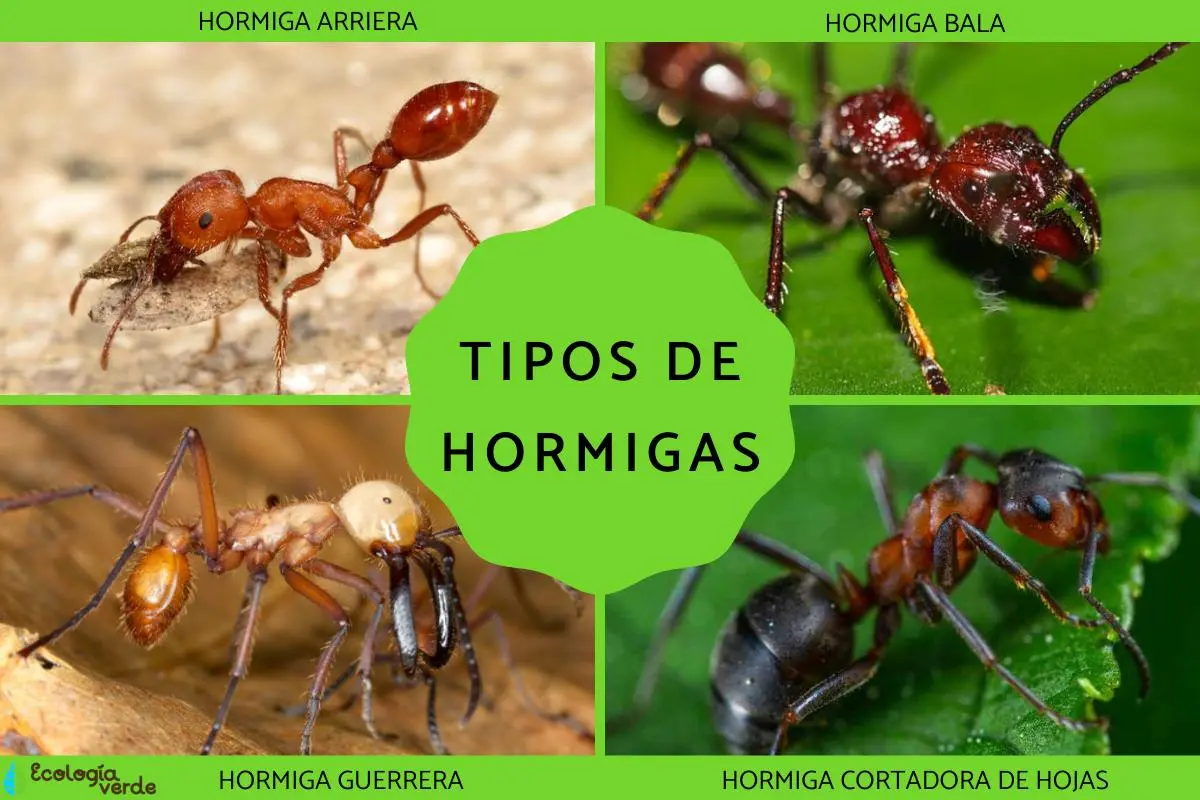 hormiga animada inteligente - Cómo se llaman todas las hormigas