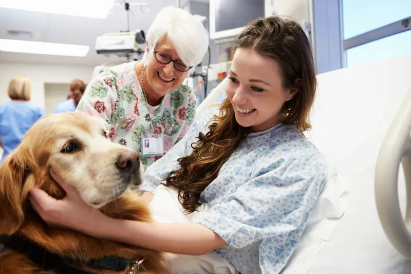 ¿Cómo se mide la inteligencia de los perros forenses? - Cómo se mide el coeficiente intelectual animal como se mide la inteligencia de los perros forenses - Cómo se mide el coeficiente intelectual animal