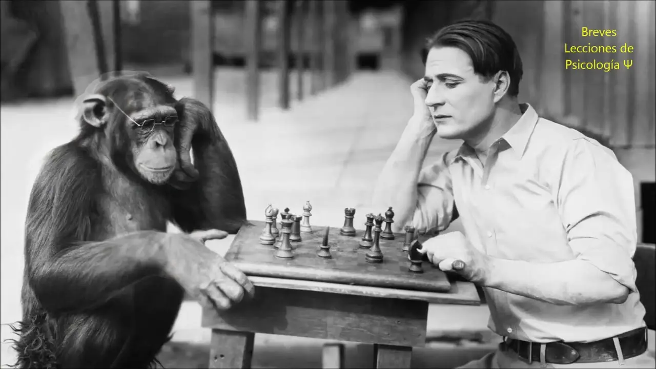 experimento de kohler inteligencia animal - Cómo se produjo el aprendizaje del chimpancé en el experimento de Köhler