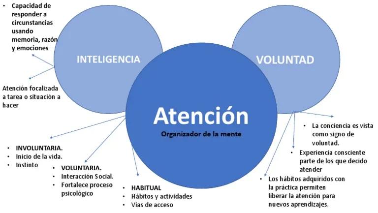 como dedarrollar la inteligencia y la voluntad - Cómo se puede desarrollar la voluntad