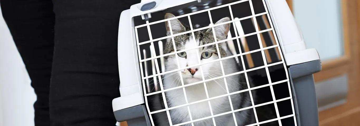 Cómo funciona la bandeja inteligente para gatos - Cómo se puede meter a un gato que no quiere en un transportín como funciona la bandeja inteligente oara gatos - Cómo se puede meter a un gato que no quiere en un transportín