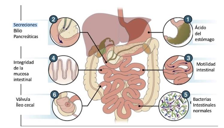 bacterias intestino e inteligencia - Cómo se relaciona el microbiota intestinal con la salud mental