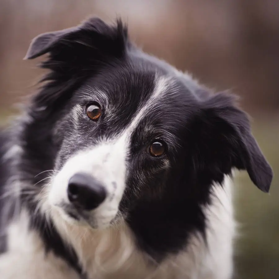 Border Collie Cruza Inteligencia: ¿Por qué son tan inteligentes? - Cómo se volvieron tan inteligentes los border collies border collie cruza inteligencia - Cómo se volvieron tan inteligentes los border collies