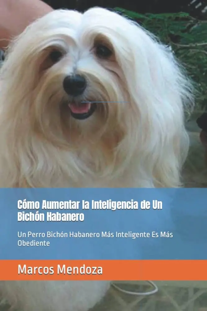bichon habanero inteligencia - Cómo son los perros bichón habanero