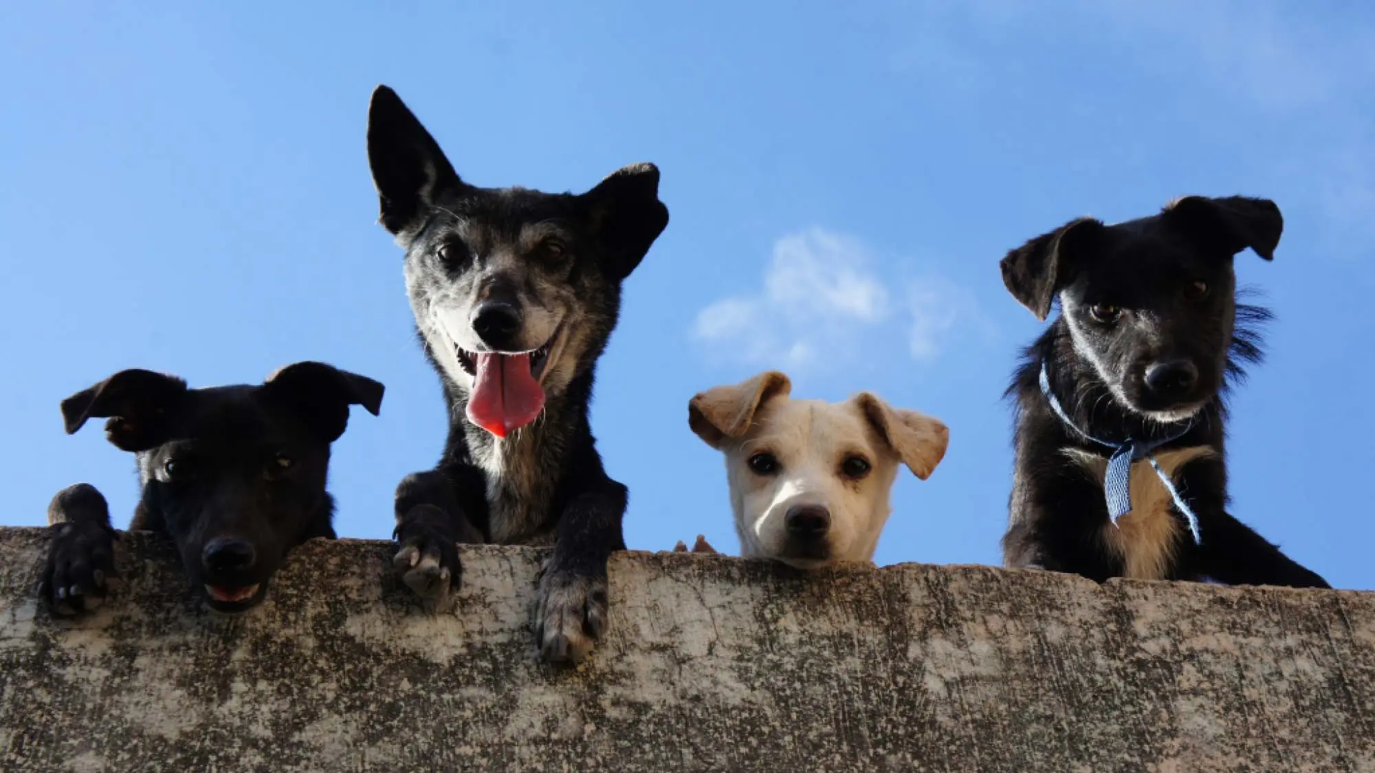 los perros mestizos son inteligentes - Cómo son los perros mestizos
