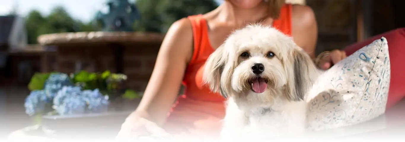 los shih tzu son inteligentes - Cómo son los shih tzu con sus dueños