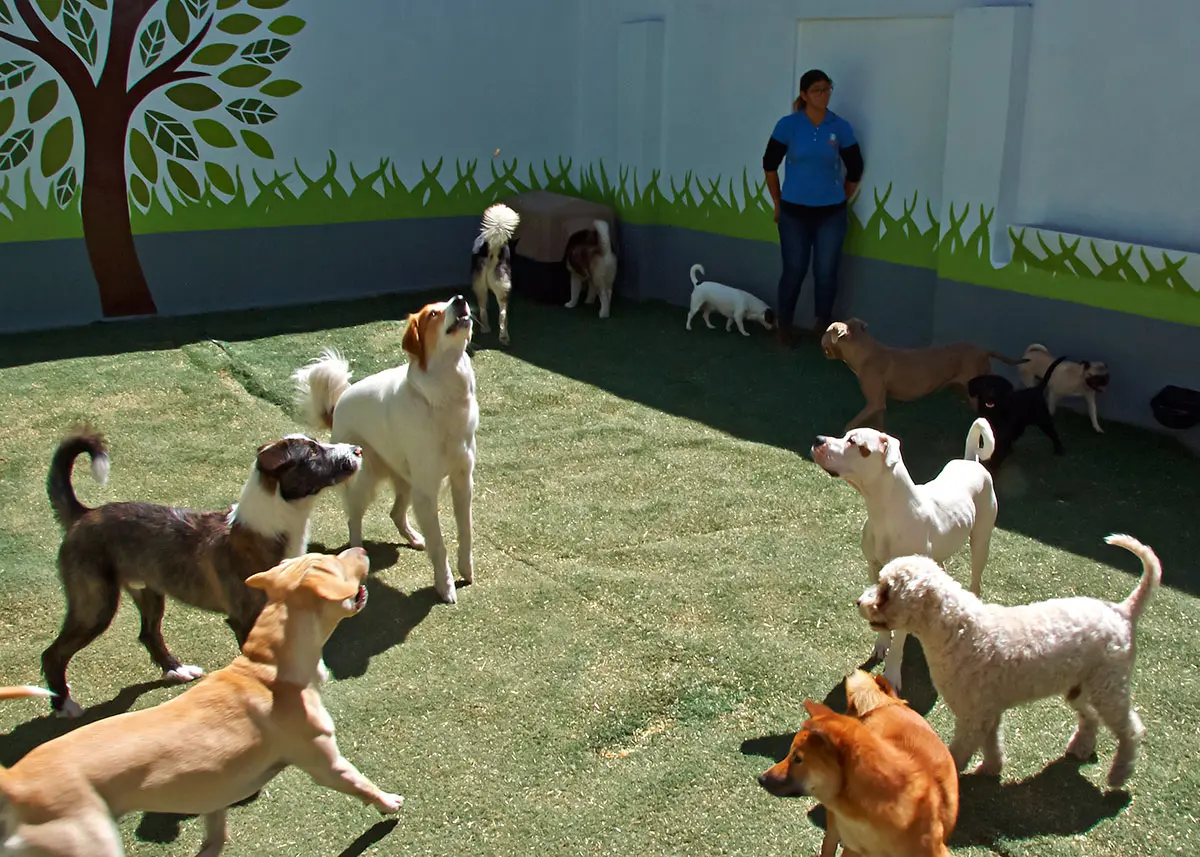 inteligencia canina narvarte - Cómo tener un perro de servicio en México