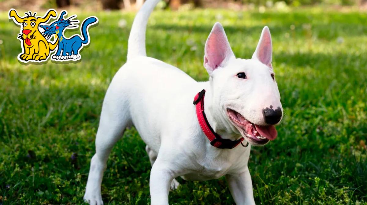 los bull terrier son inteligentes - Cómo ven los bull terrier