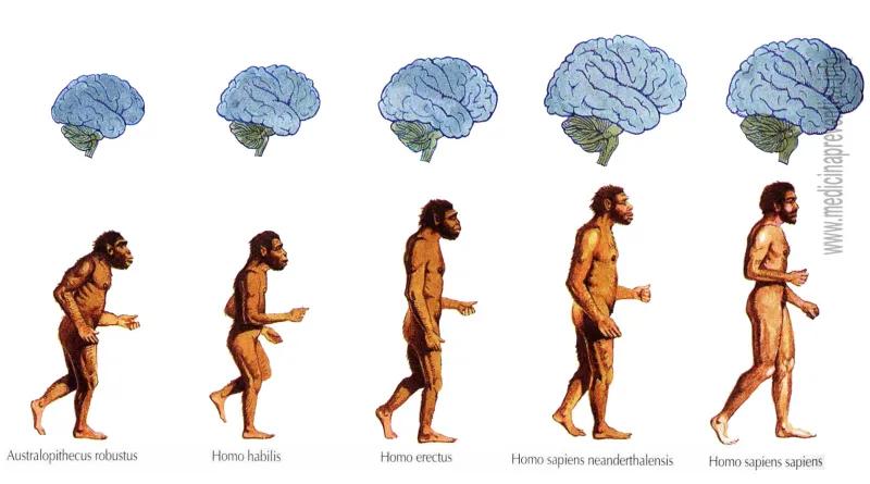 Desarrollo de la inteligencia homo - Cuál era la inteligencia del Homo erectus desarrollo de la inteligencia homo - Cuál era la inteligencia del Homo erectus