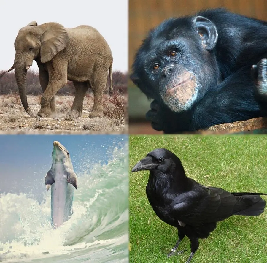 animal mas inteligente que sea hembra - Cuál es el animal más femenino